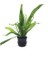 Microsorum Pteropus Bent Wing Saksı Canlı Bitki 1