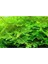 Christmas Moss Cup Canlı Bitki 2