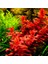 Rotala Macrandra Mini Red In Vitro Canlı Bitki 1