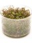 Rotala Macrandra Mini Red In Vitro Canlı Bitki 3