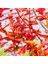 Rotala Macrandra Mini Red In Vitro Canlı Bitki 4