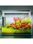 Rotala Macrandra Mini Red In Vitro Canlı Bitki 5