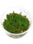 Rotala Colorata In Vitro Canlı Bitki 2