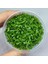 Rotala Bossi In Vitro Canlı Bitki 2