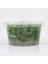 Rotala Bossi In Vitro Canlı Bitki 3