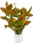 Ludwigia Inclinata Dark Orange Saksı Canlı Bitki 2