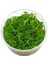 Heteranthera Zosterifolia In Vitro Canlı Bitki 5