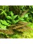 Cryptocoryne Axelrodi In Vitro Canlı Bitki 1