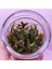 Cryptocoryne Axelrodi In Vitro Canlı Bitki 2