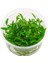 Cryptocoryne Willisii In Vitro Canlı Bitki 2