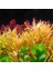 Ammania Pedicellata Golden In Vitro Canlı Bitki 1
