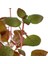Ludwigia Palustris Red In Vitro Canlı Bitki 3