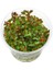 Ludwigia Palustris Red In Vitro Canlı Bitki 4