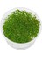 Ludwigia Palustris Red In Vitro Canlı Bitki 5