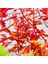Rotala Macrandra Mini Butterfly In Vitro Canlı Bitki 1