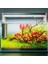Rotala Macrandra Mini Butterfly In Vitro Canlı Bitki 2