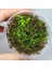 Rotala Macrandra Mini Butterfly In Vitro Canlı Bitki 4