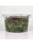 Rotala Macrandra Mini Butterfly In Vitro Canlı Bitki 5