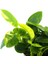 Anubias Barteri Var Nana (Marble) Vitro Canlı Bitki 1