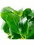 Anubias Barteri Var Nana (Marble) Vitro Canlı Bitki 2