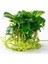 Anubias Barteri Var Nana (Marble) Vitro Canlı Bitki 3