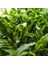 Anubias Minima In Vitro Canlı Bitki 1