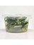 Anubias Minima In Vitro Canlı Bitki 2