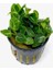 Anubias Stardust Mini Saksı Canlı Bitki 1