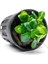 Anubias Stardust Mini Saksı Canlı Bitki 2