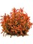 Rotala Ramosoir Sunset In Vitro Canlı Bitki 1
