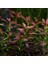 Rotala Ramosoir Sunset In Vitro Canlı Bitki 2