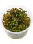 Rotala Ramosoir Sunset In Vitro Canlı Bitki 3