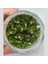 Rotala Ramosoir Sunset In Vitro Canlı Bitki 4
