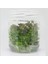 Rotala Ramosoir Sunset In Vitro Canlı Bitki 5
