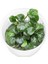 Anubias Barteri Round Golden Coin In Vitro Canlı Bitki 1