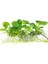Anubias Barteri Round Golden Coin In Vitro Canlı Bitki 2