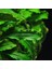 Bucephalandra Bukit Kelam In Vitro Canlı Bitki 1