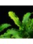 Bucephalandra Bukit Kelam In Vitro Canlı Bitki 2