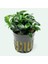 Anubias Jungle Star Saksı Canlı Bitki 1