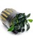 Anubias Jungle Star Saksı Canlı Bitki 2