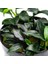 Anubias Jungle Star Saksı Canlı Bitki 3