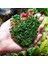 Bucephalandra Brownie Phoenix In Vitro Cup Canlı Bitki 1
