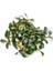 Bucephalandra Brownie Phoenix In Vitro Cup Canlı Bitki 2