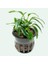 Anubias Chili Jalapeno Saksı Canlı Bitki 1