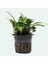 Anubias Chili Jalapeno Saksı Canlı Bitki 2