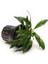 Anubias Chili Jalapeno Saksı Canlı Bitki 3