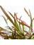 Cryptocoryne Spiralis Tiger In Vitro Canlı Bitki 2