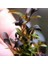 Bucephalandra Brownie Ghost Küçük In Vitro Canlı Bitki 1