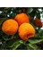 Yeni Sezon Turunç 1 kg Portakallı 3