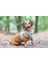 Köpek Göğüs Tasması, Neopren, Yeşil, xs, 30-35cm 4